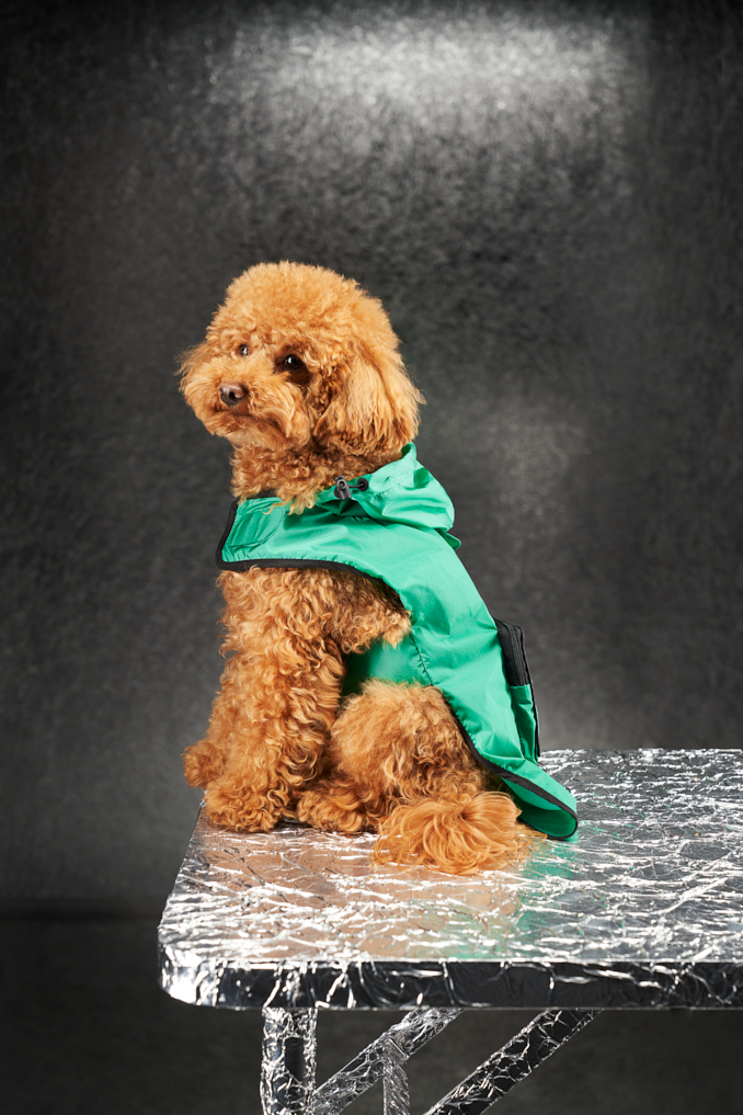moncler dog coat