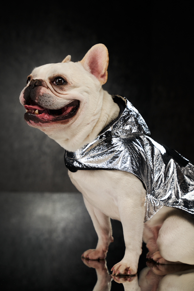 Moncler Genius Poldo Dog Couture Project Moncler モンクレール Moncler