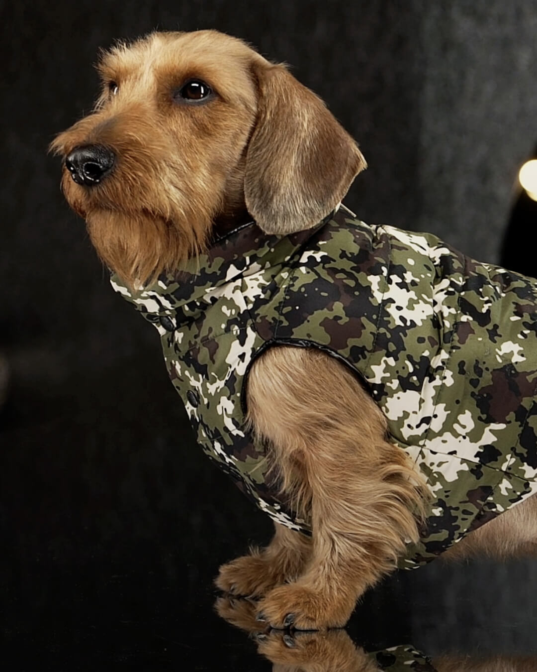 Moncler Genius Poldo Dog Couture Project Moncler モンクレール Moncler